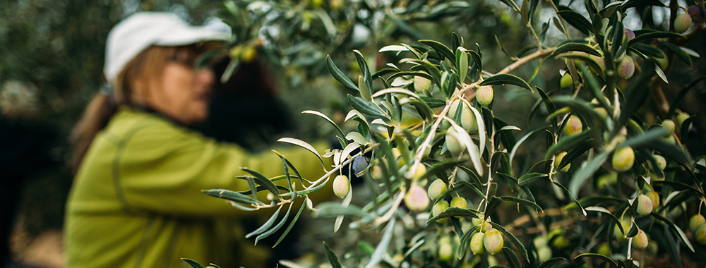 Woman in olive grove