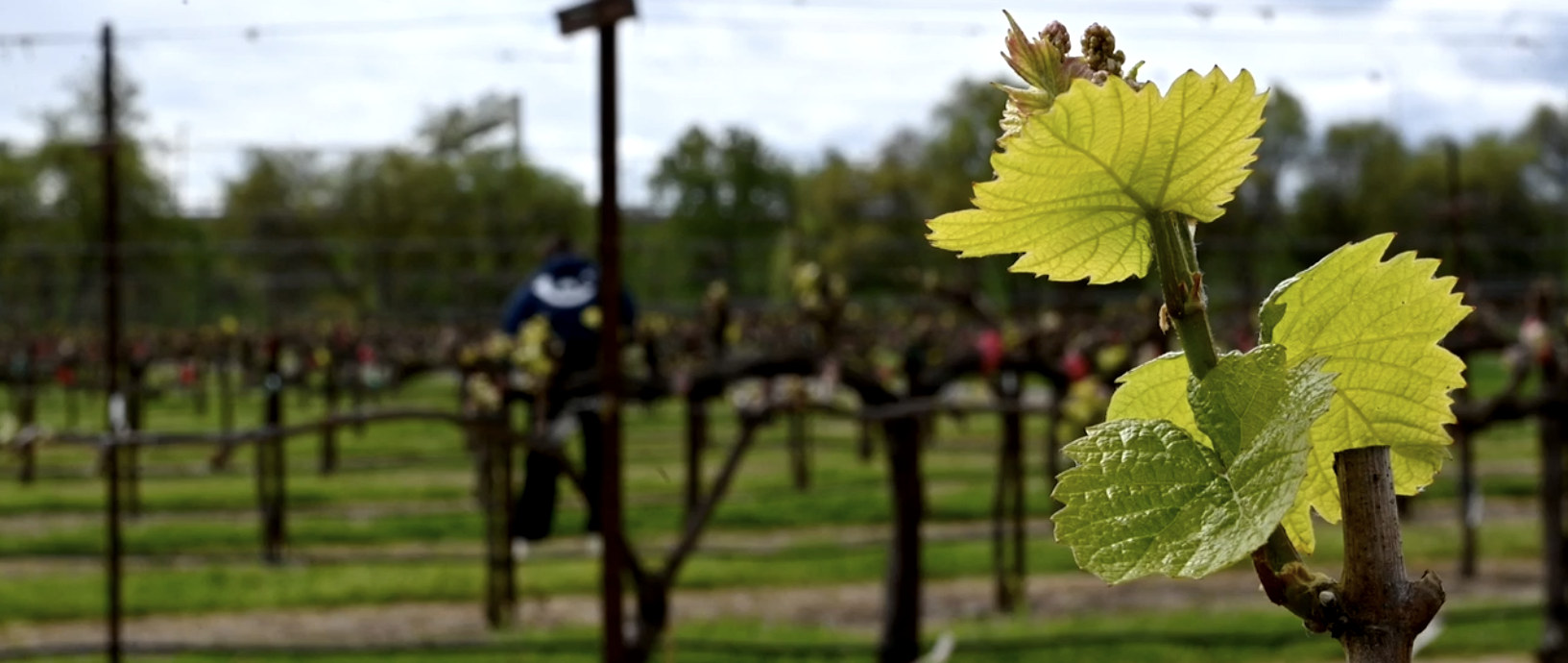 close up of vine