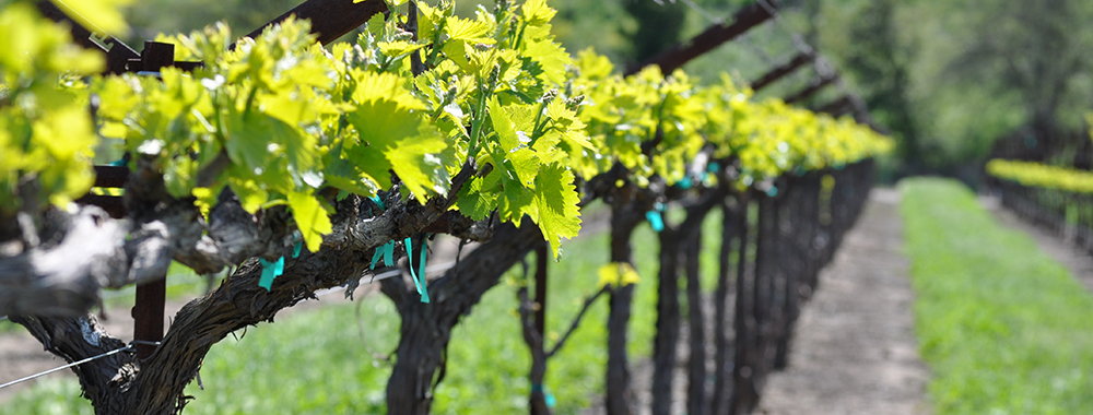 Vineyard