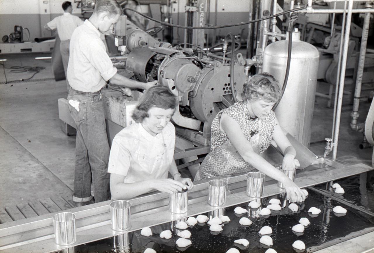 Canning pears in Cruess Hall pilot processing plant, around the 1950s. Courtesty of the Department of Food Science and Technology.