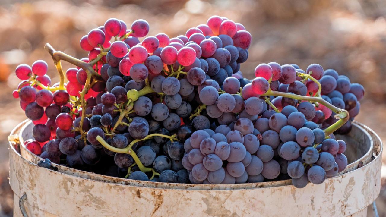 Grapes