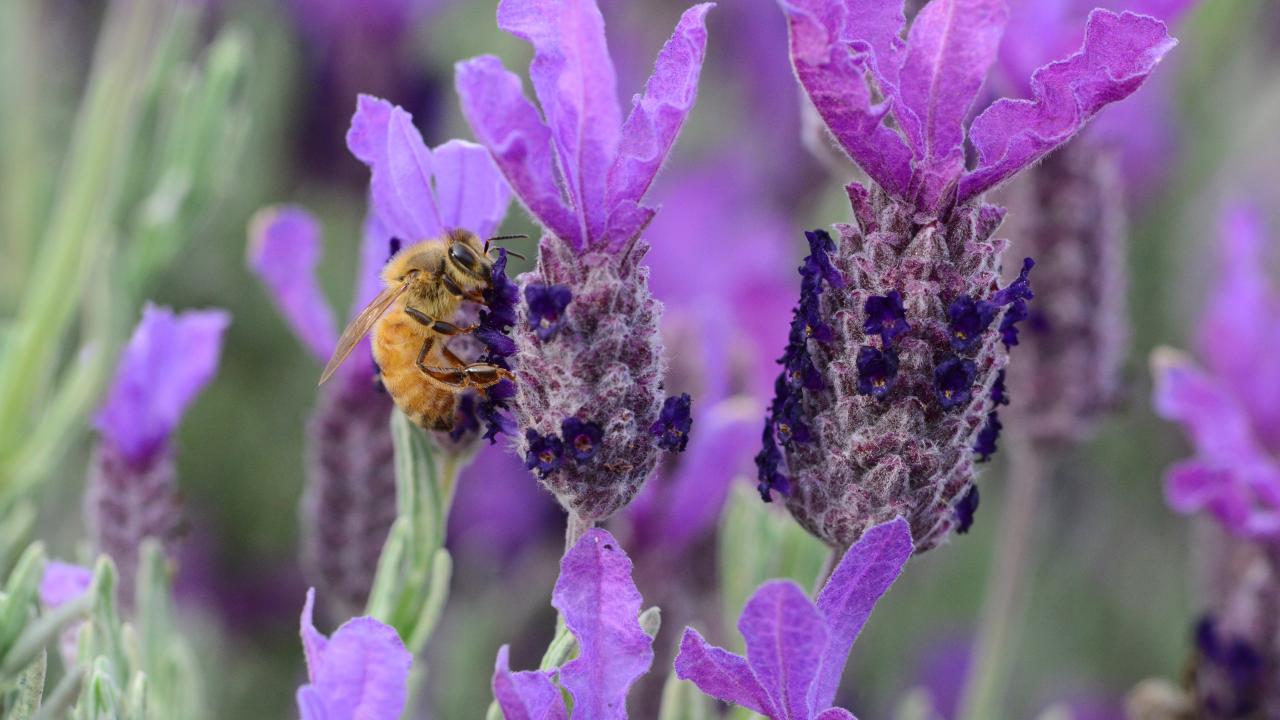 Bee on lavendar