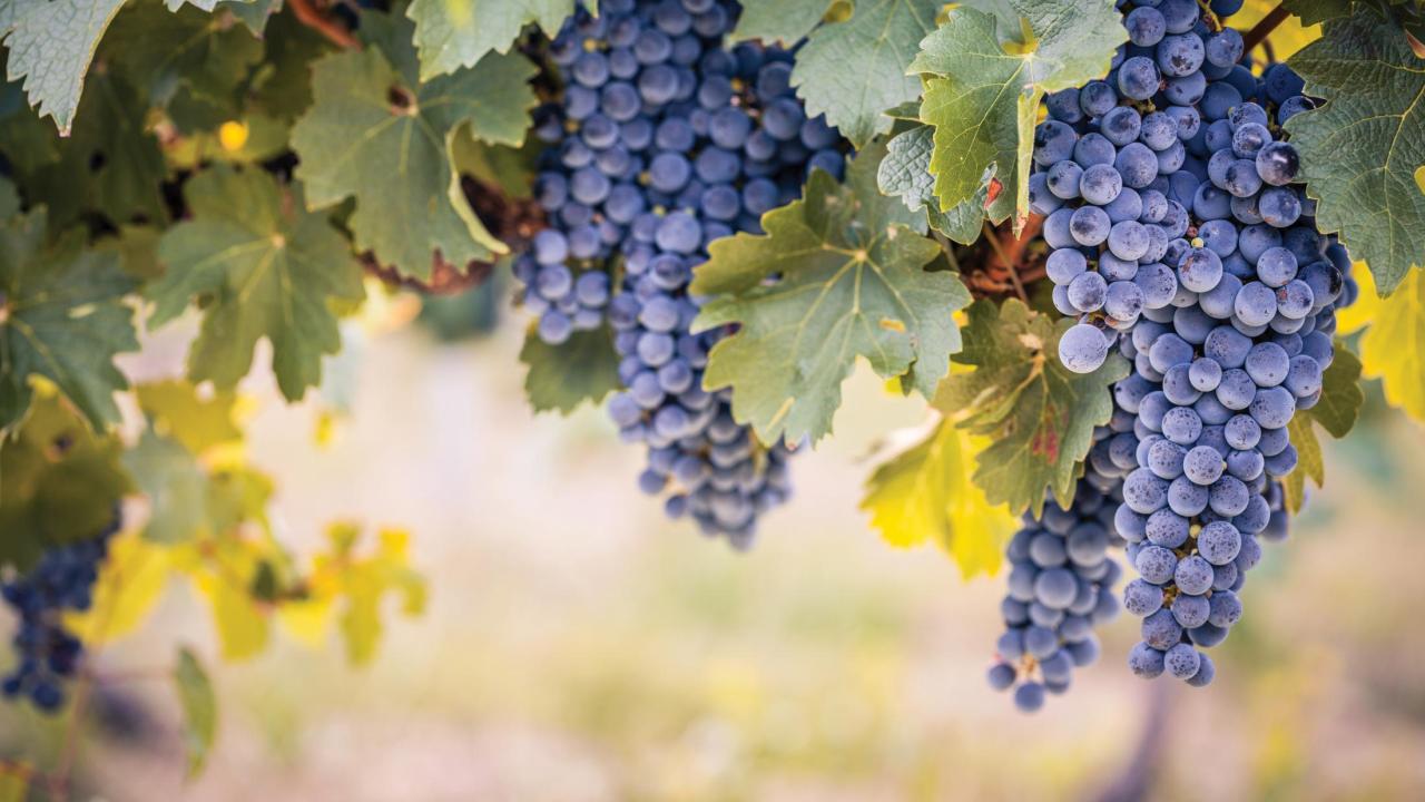 Grapes