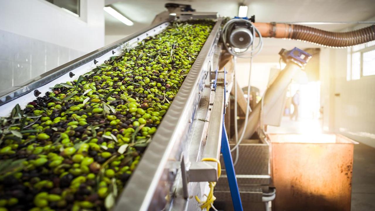 Olives on a conveyor belt