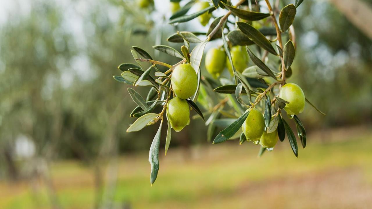 Olives on tree branches
