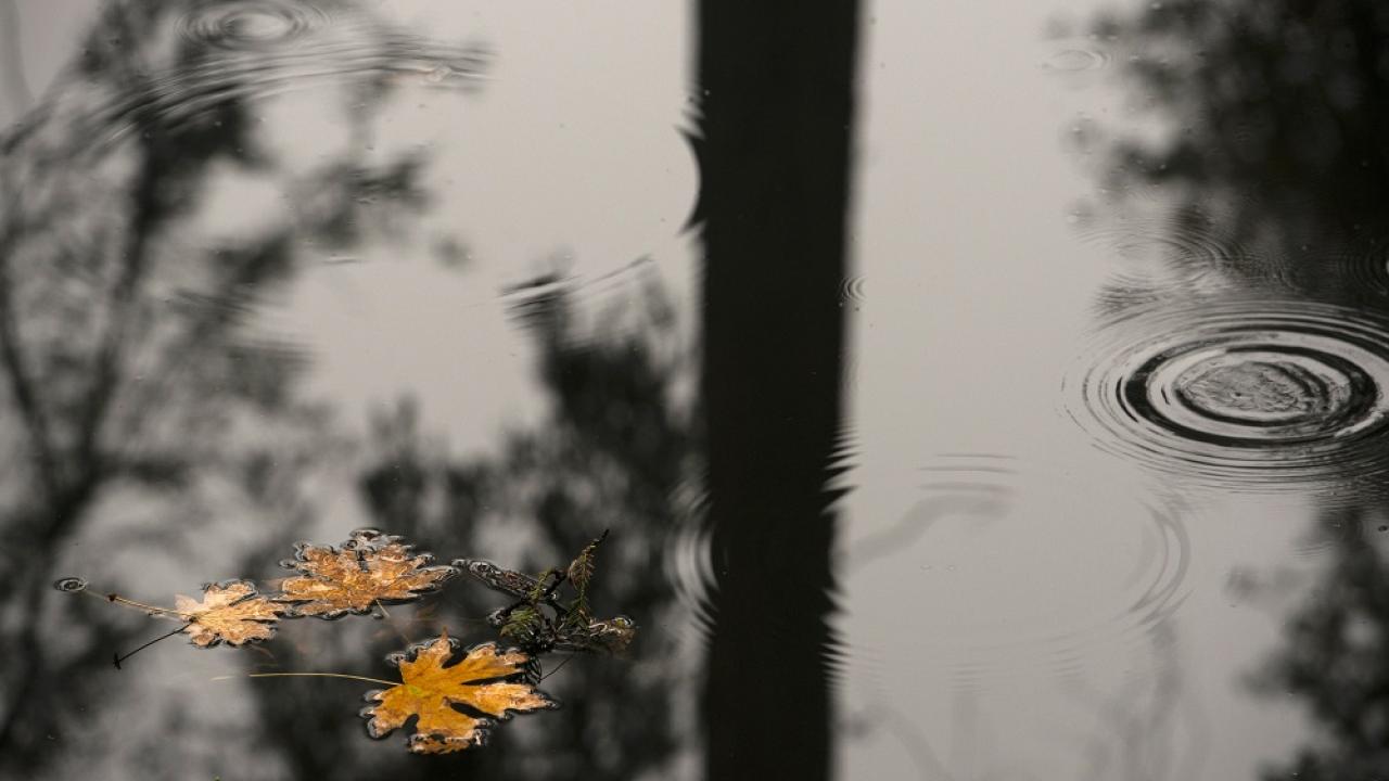 Leaves on reflecting water