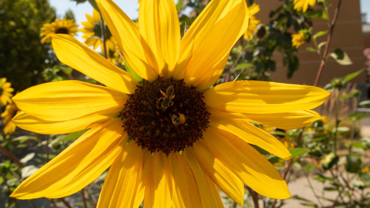 Large yellow sunflower in the Good Life Garden