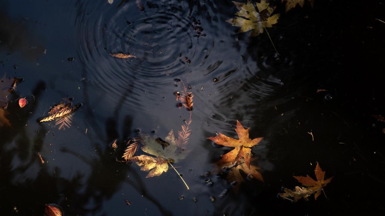 fall colored leaves floating on water with rain drops hitting the surface
