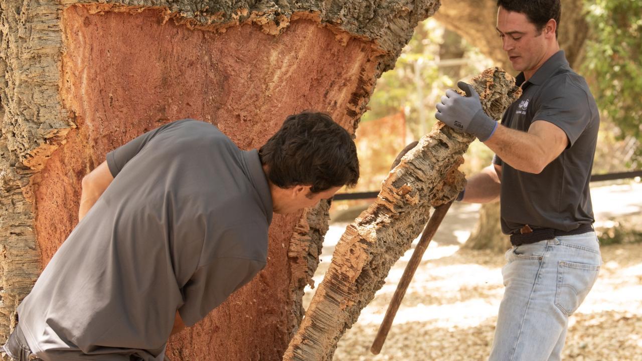 Carlos Ferreira, left, and Joao Ferreira, right, of Portugal, strip bark from a cork oak tree in the UC Davis Arboretum. The cork oak is the only tree whose bark regenerates itself after harvesting. (Gregory Urquiaga/ UC Davis)