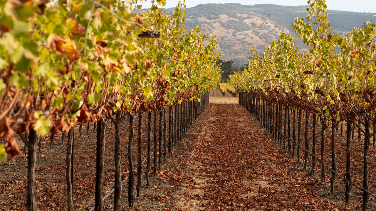 Rows of grape vines. Oakville Station In Napa Valley, which operates as a production, research and educational vineyard, grows more than 120 tons of grapes each year. (Gregory Urquiaga / UC Davis)