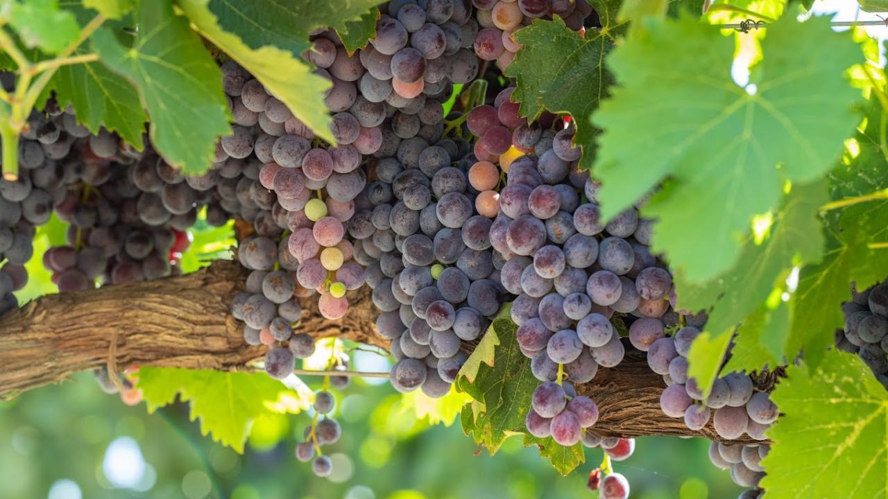 Clusters of purple grapes hanging on a grape vine
