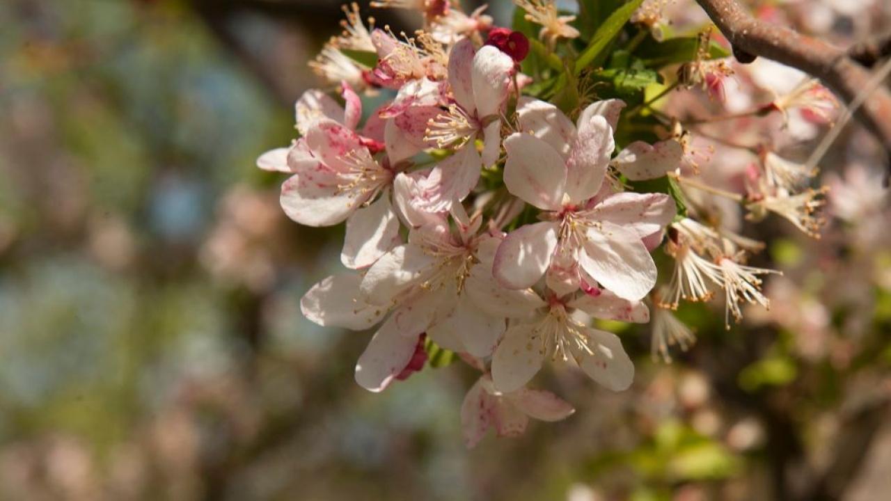 Spring blooms