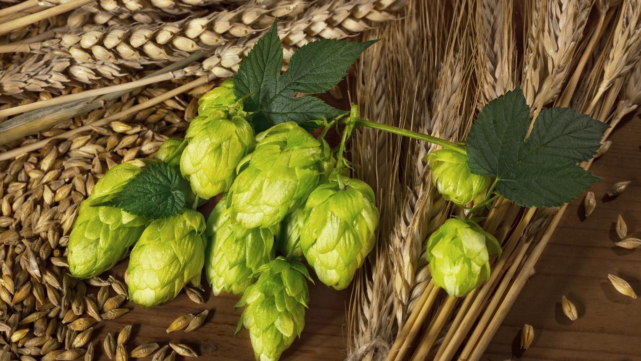 Barley & hops