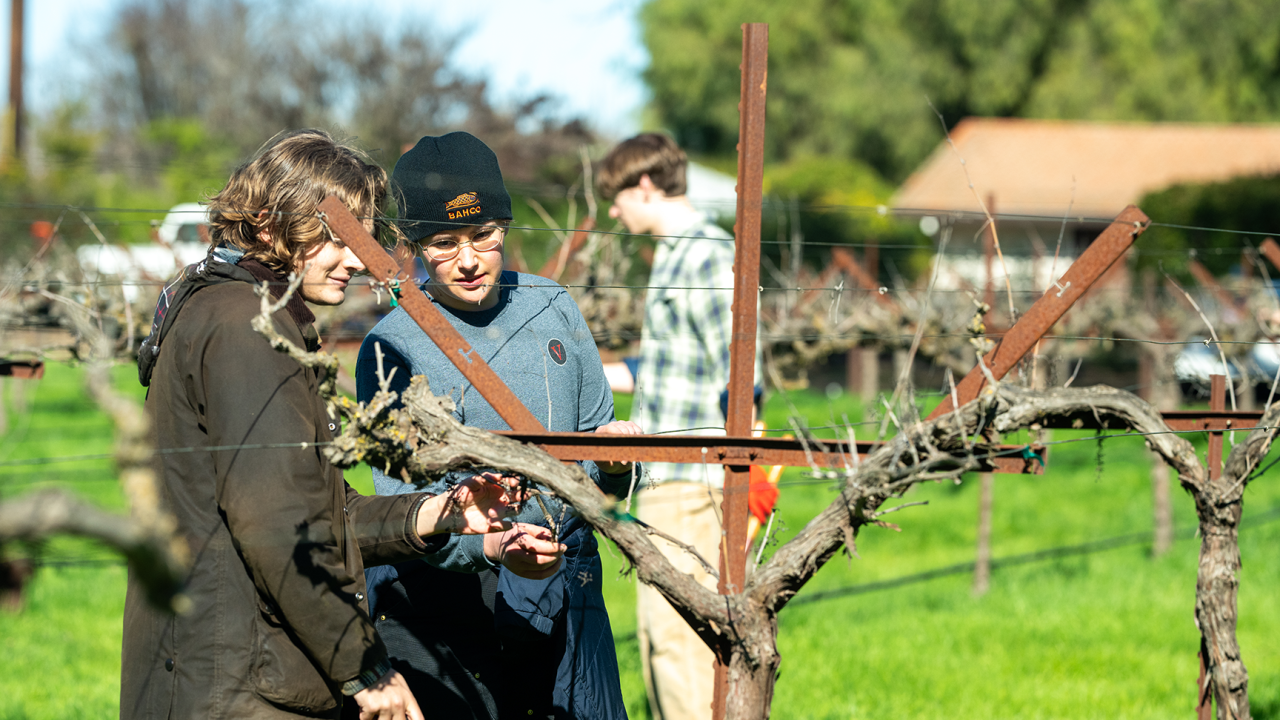 DEVO members performing winter trimming at the club’s vineyard in South Davis. (Jael Mackendorf / UC Davis)