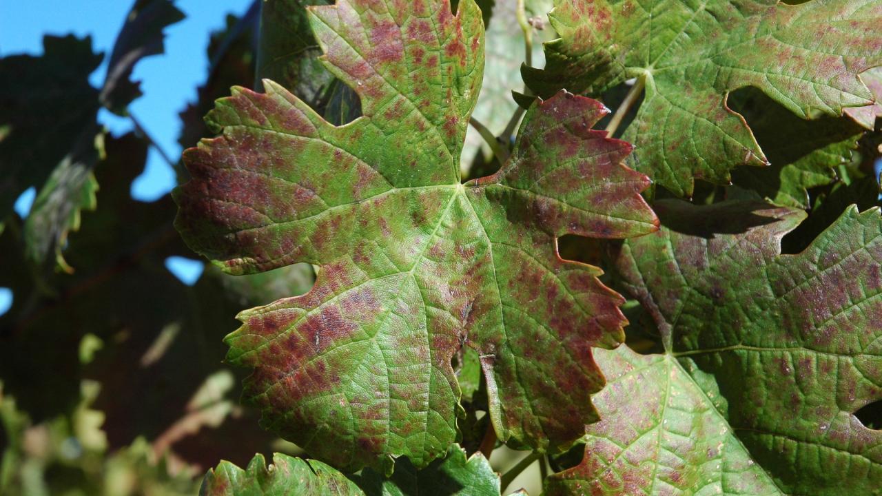 Grape leaves - Foundation Plant Services UC Davis
