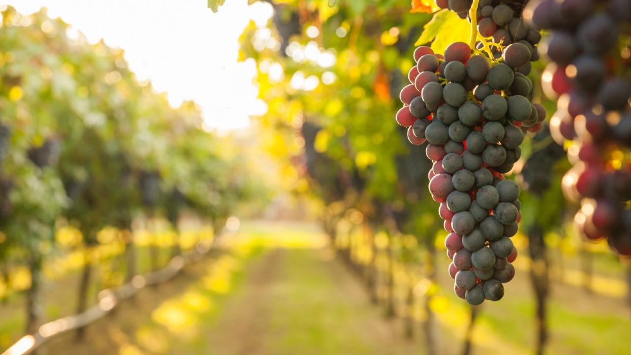 Grape cluster on vine