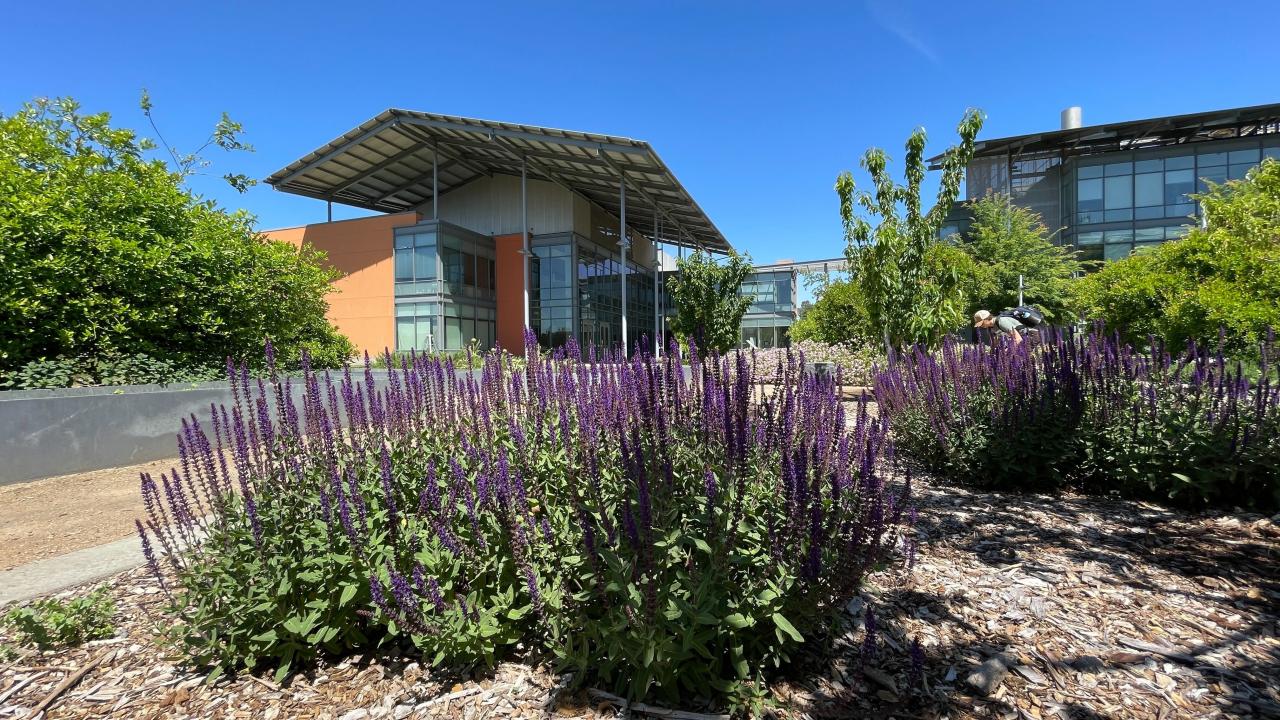 Purple flowers with RMI Sensory building behind