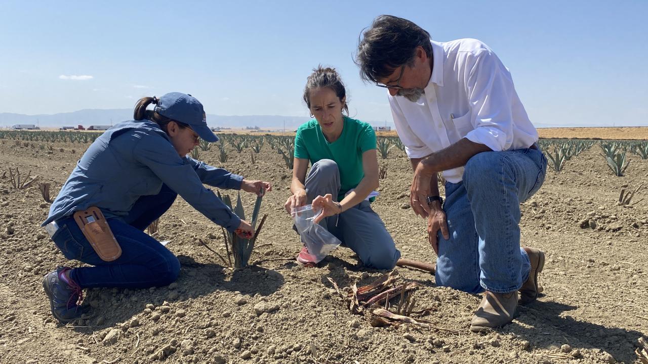 Juliana Osse de Souza, Paula Guzman-Delgado and Stuart Woolf in an agave field in Huron owned by Woolf. (Melissa Haworth / UC Davis)