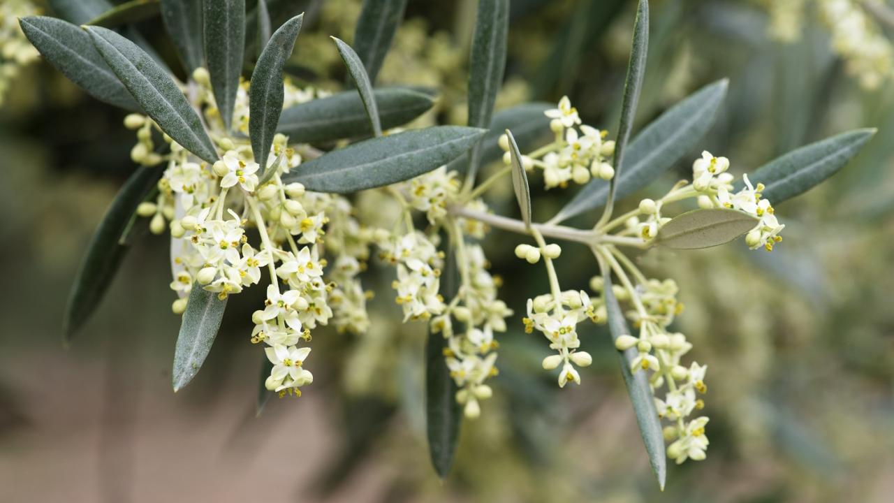 Olive tree in bloom