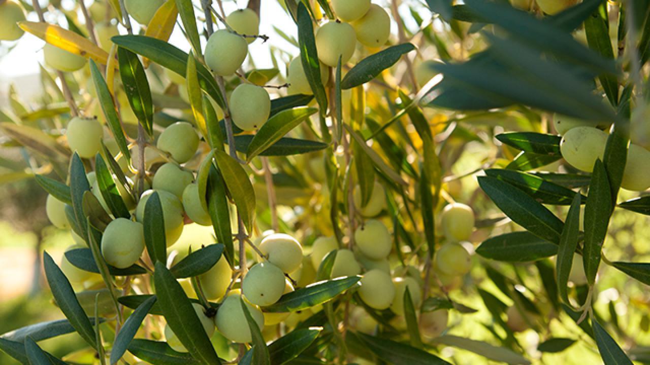 Olives on tree
