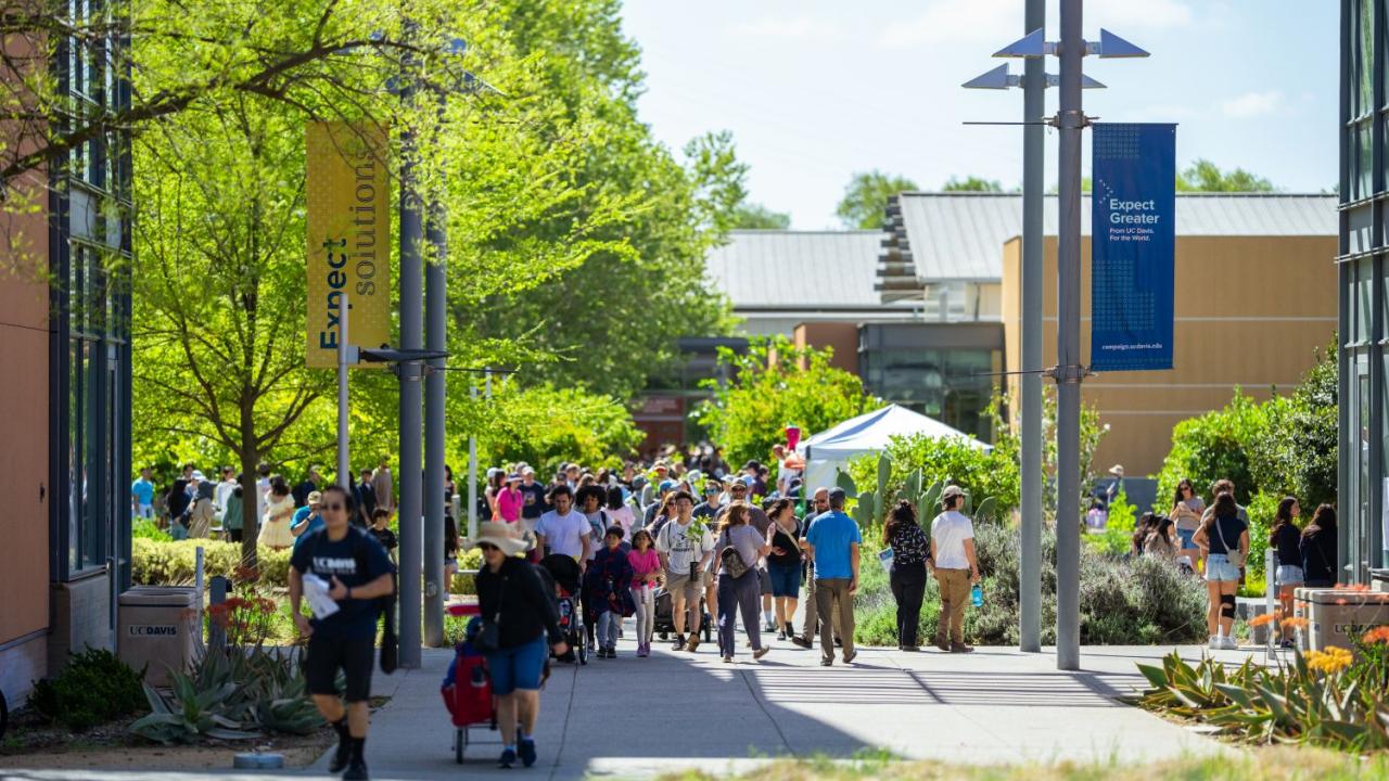 Crowd on sunlit college campus walkway lined with lush green trees and modern buildings