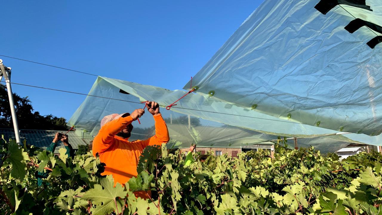 grape shade cloth