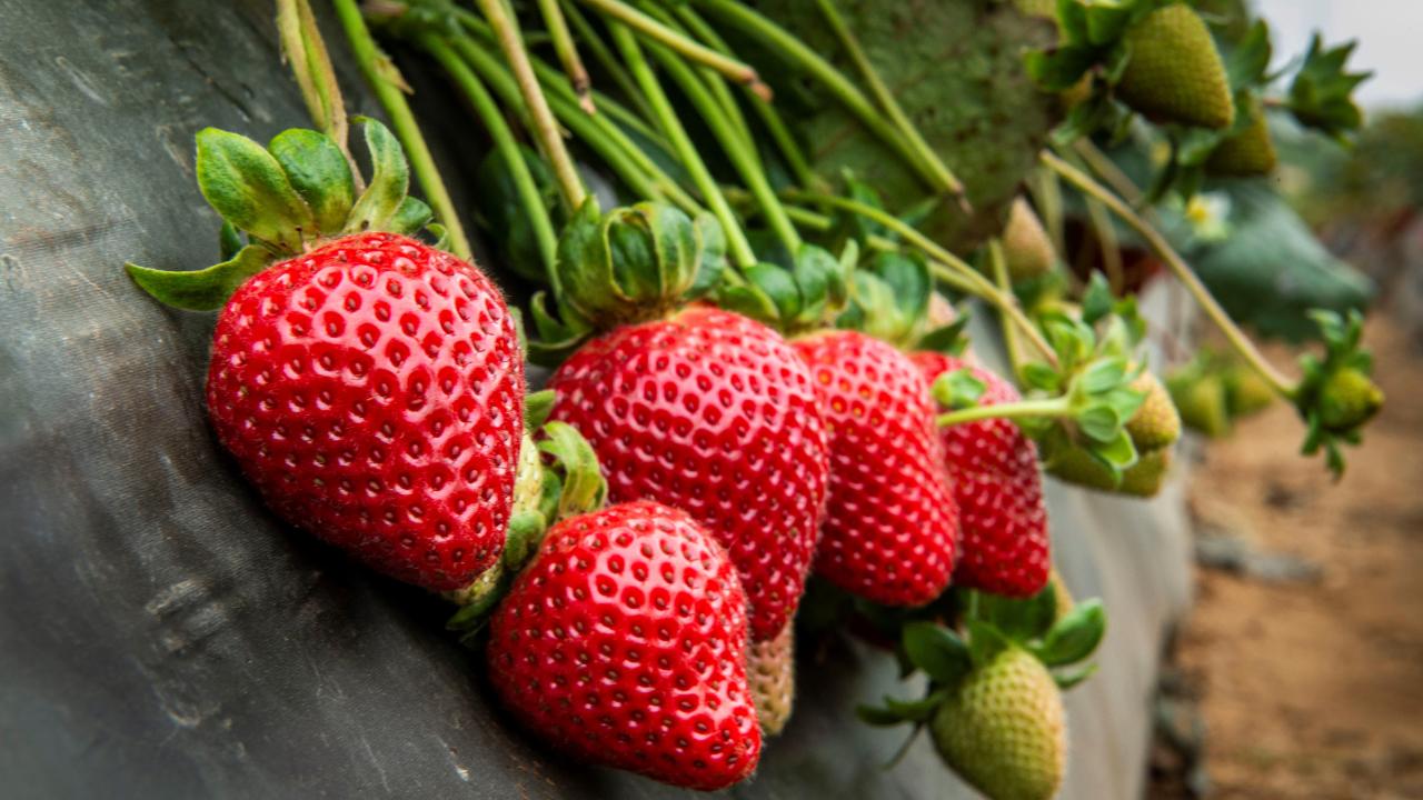 Strawberries