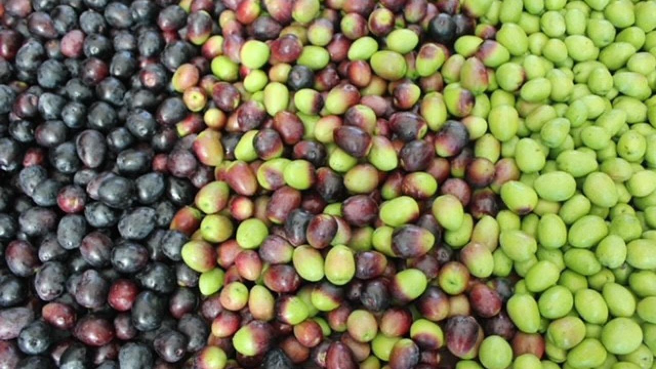 assorted table olives