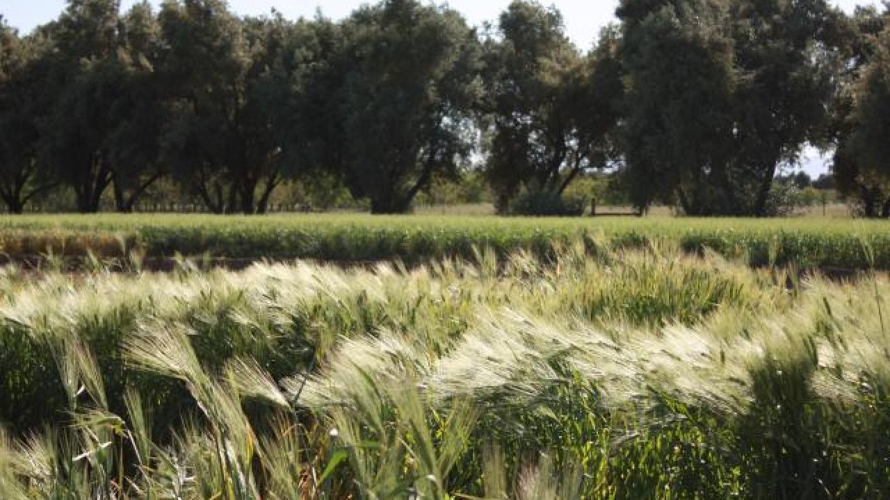 Wheat field