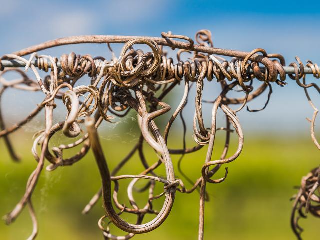 Dry grapevines