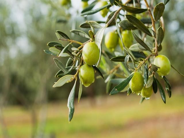 Olives on tree branches