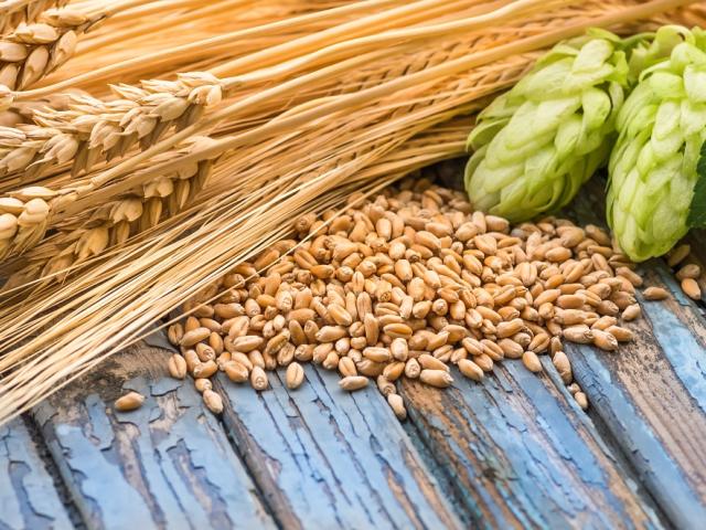 Barley and  hops