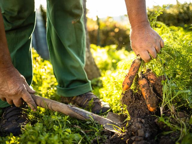 Farmer pulling out carrots