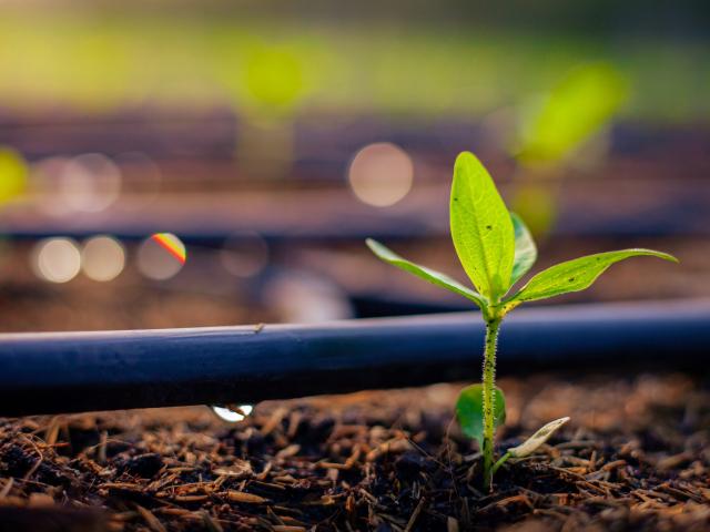 Seedling and drip irrigation