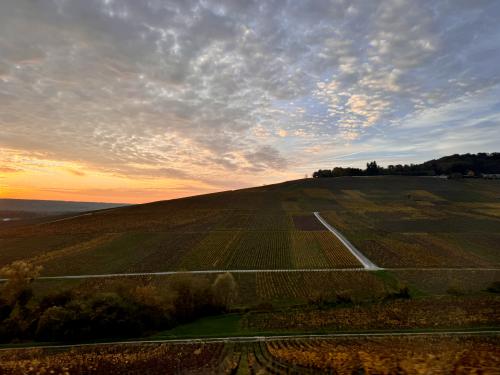 French vineyards
