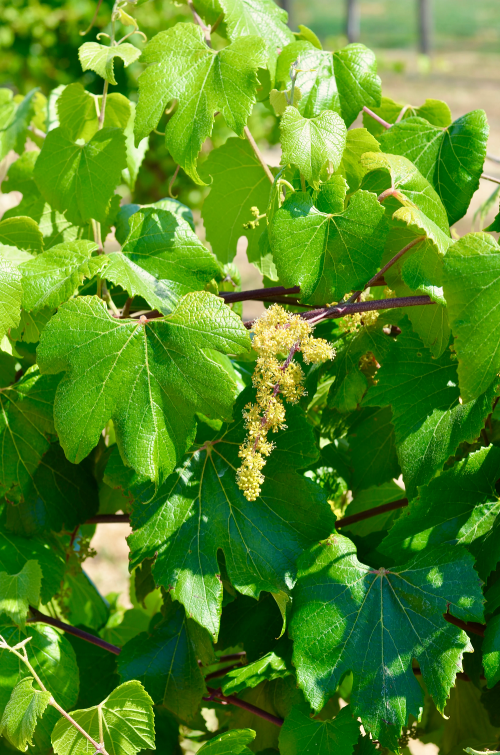 wild American Grape