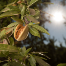 UC Davis researchers developed an online tool that tracks agricultural leftovers to help reduce food waste and inspire new uses. Photo by: Gregory Urquiaga, UC Davis