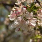 Spring blossoms on a tree