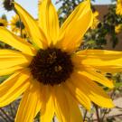 Large yellow sunflower in the Good Life Garden