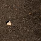 Small white rock in the shape of a heart on black asphalt 