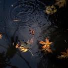 fall colored leaves floating on water with rain drops hitting the surface