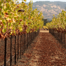  Rows of grape vines. Oakville Station In Napa Valley, which operates as a production, research and educational vineyard, grows more than 120 tons of grapes each year. (Gregory Urquiaga / UC Davis)