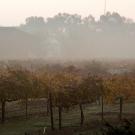 Foggy view over the RMI vineyard