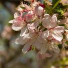Spring blooms