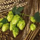 Barley & hops