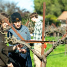 DEVO members performing winter trimming at the club’s vineyard in South Davis. (Jael Mackendorf / UC Davis)