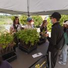 Grapevine giveaway at Picnic Day