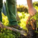 Farmer pulling out carrots