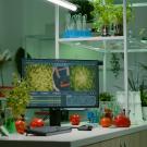 Lab bench with microscope, monitor, vegetables and test tubes