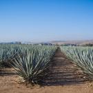 UC Davis to study whether agave could be a drought-tolerant and sustainable crop in California. (Getty Images)